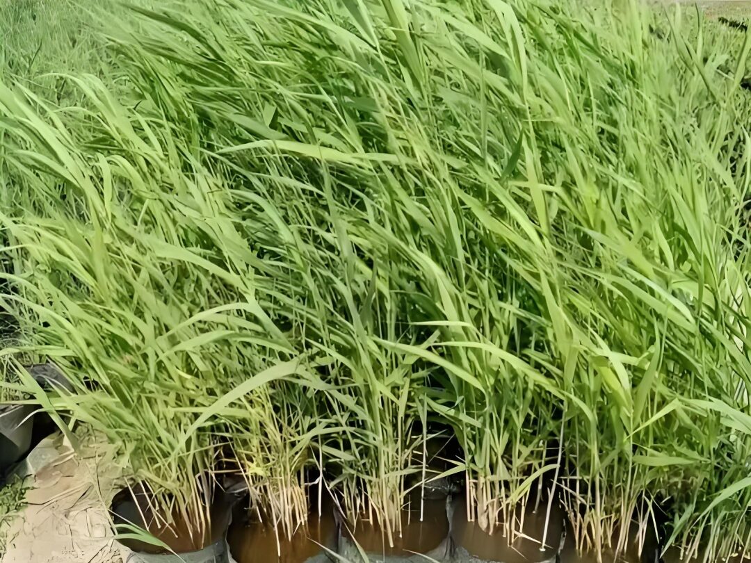 常见的AYX体育（中国）有限公司原料特点分析插图3